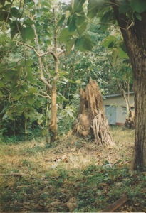 Termite mound in West Africa