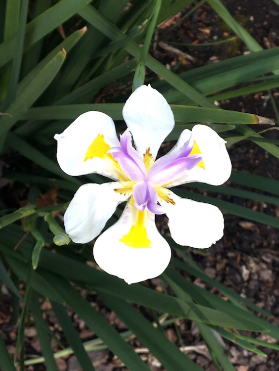 Close up photo of a flower with a purple center, white petals, and purple and yellow spreading out from the center