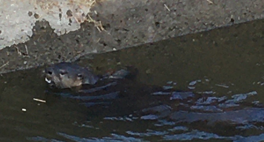 Photo of an otter in the water of a canal