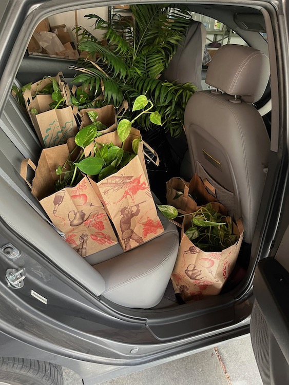 Photo of the back seat of a car covered with several brown paper grocery bags full of plants