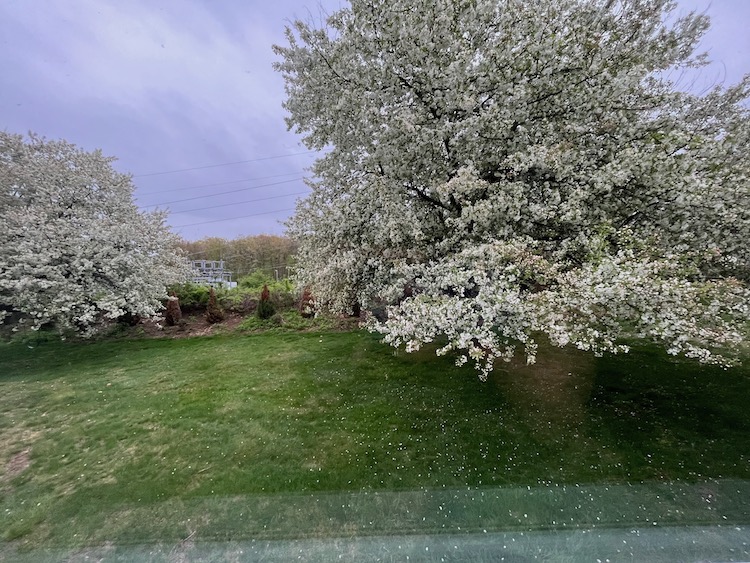 Photo of a yard with green grass, on the left and on the right are two trees covered in white flowers.