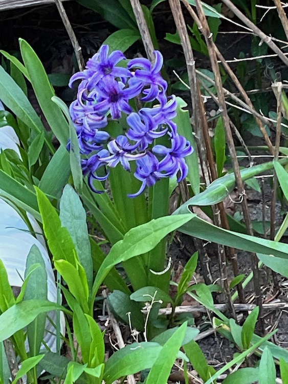 Photo of a purple flower with many petal clusters against green leaves.