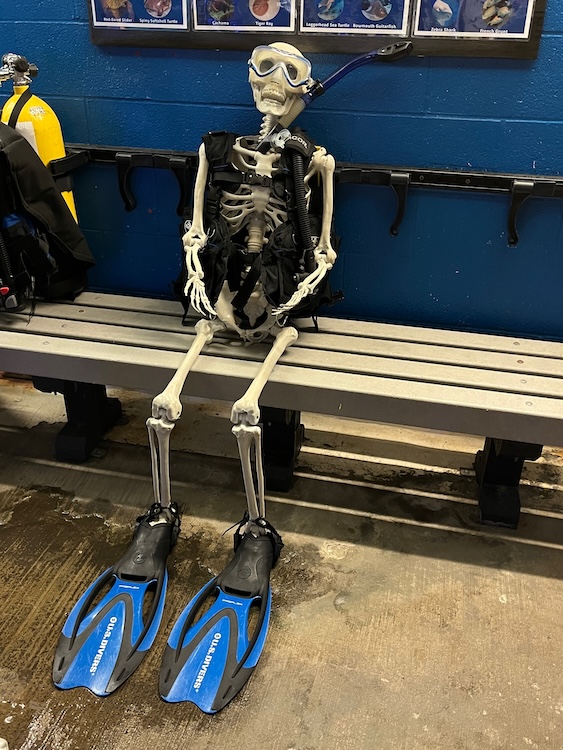 Photo of a human skeleton sitting on a bench. It is dressed in a scuba dive vest. It has blue fins on its feet and is wearing dive eye goggles.